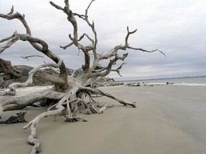 tn_driftwood_beach