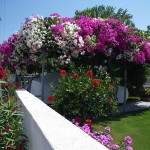 A carport in blossom