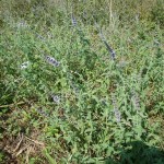 Sage in blossom