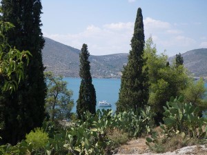 Odelia peaking out between the Cyprus trees and the cactus