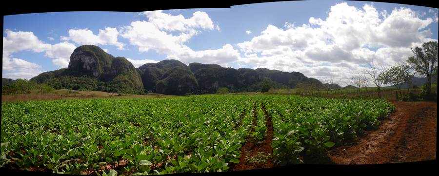 31-tobacco-farm-in-the-forbidden-valley