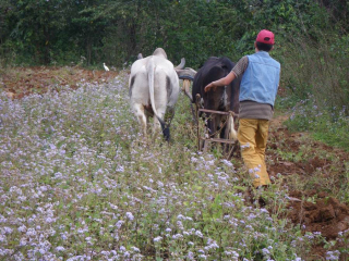 30-a-young-teenager-plowing-the-field