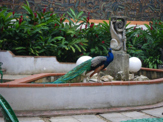 44-peacock-at-the-gallery
