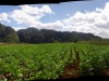 31-tobacco-farm-in-the-forbidden-valley