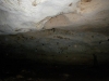 67-bats-flowing-out-of-the-ceiling