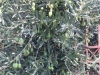 tn_01-olive-tree-with-olives