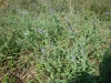 tn_05-sage-growing-in-the-ditch