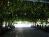 tn_43-a-grape-arbour-so-thick-it-was-pitch-black-under-it