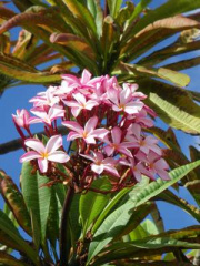 004-the-blossoms-on-the-trees-are-amazing