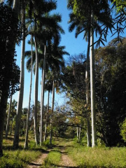 tn_095-botanical-gardens-alley-of-palms