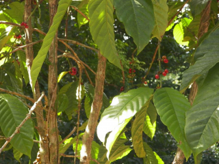 tn_291-walking-among-trees-with-beans-everywhere