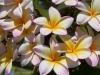 tn_039-pretty-flowers
