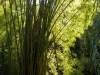 tn_094-botanical-gardens-bamboo