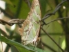 tn_096-botanical-garden-butterfly
