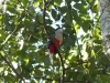 tn_097-national-bird-of-cuba-tocororo