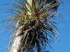 tn_098-air-plant