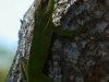tn_191-lizard