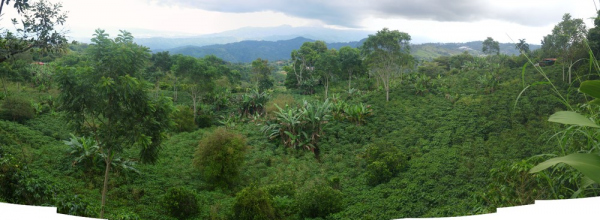 182 coffee farm near maggies_thumb