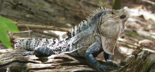 tn_139 Cool blue Iguana