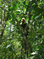 tn_151 White faced Capuchin