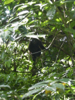 tn_158 Howler monkey