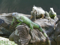 tn_197 Iguana enclosure