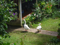 tn_257 Geese next door