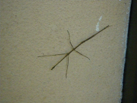 tn_257a Stick Insect