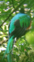 tn_265 Resplendent Quetzal