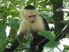 tn_133 White faced Capuchin