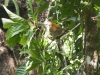 tn_134 Squirrel Monkey