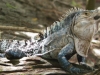 tn_139 Cool blue Iguana