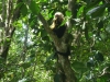 tn_151 White faced Capuchin