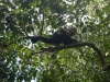 tn_152 White faced Capuchin