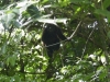 tn_158 Howler monkey