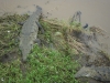 tn_175 Crocs at Rio Tarcoles