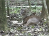 tn_202 white tail deer with antlers the wrong way around