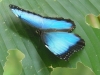 tn_204 Blue morpho