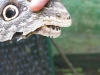 tn_206 a snake on the back of a blue morpho