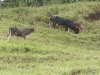 tn_233 Cows in Cortezal