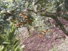 tn_240 Tangerine limes
