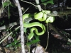 tn_260 Pit Viper