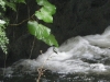 tn_269 Hummingbird at Waterfall