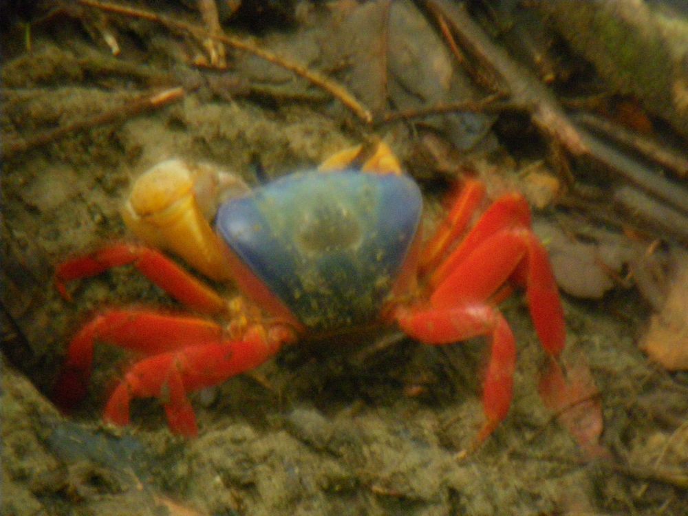 tn_146 Colorful crab