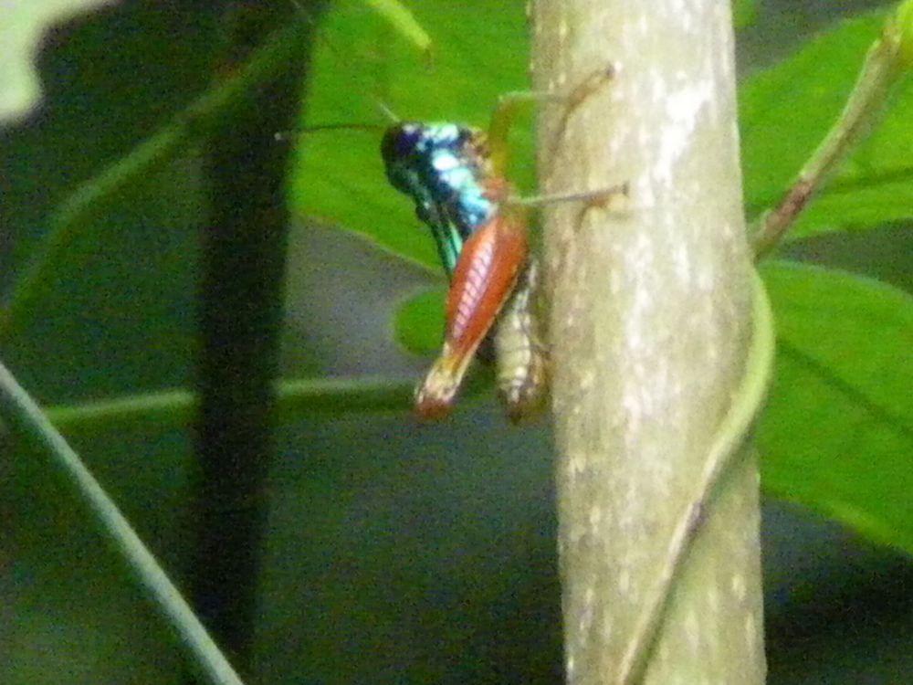 tn_147 Colorful grasshopper