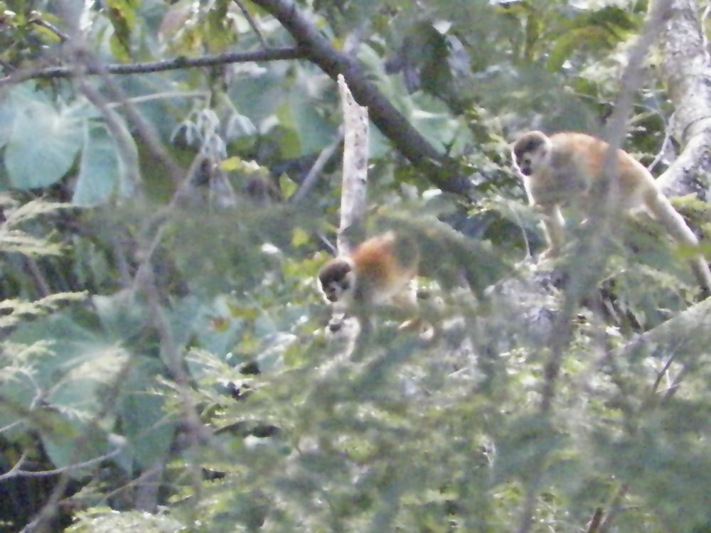 tn_167 Squirrel Monkeys