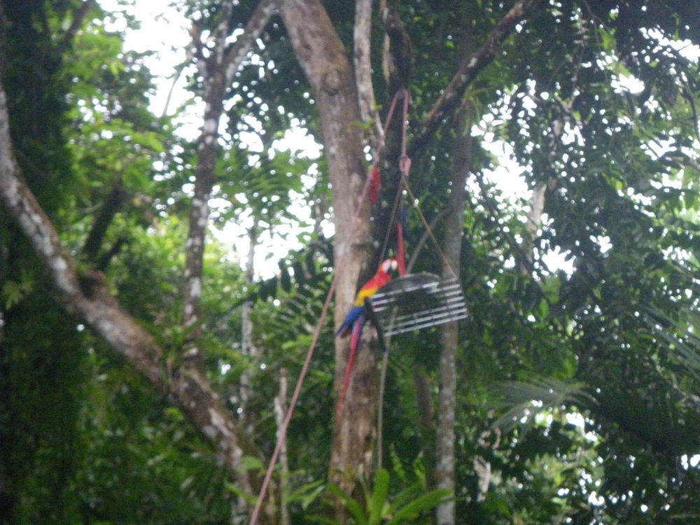 tn_172 Scarlet Macaws at Hotel Giai