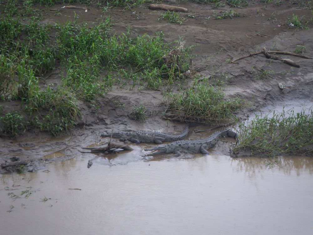 tn_174 Crocs at Rio Tarcoles