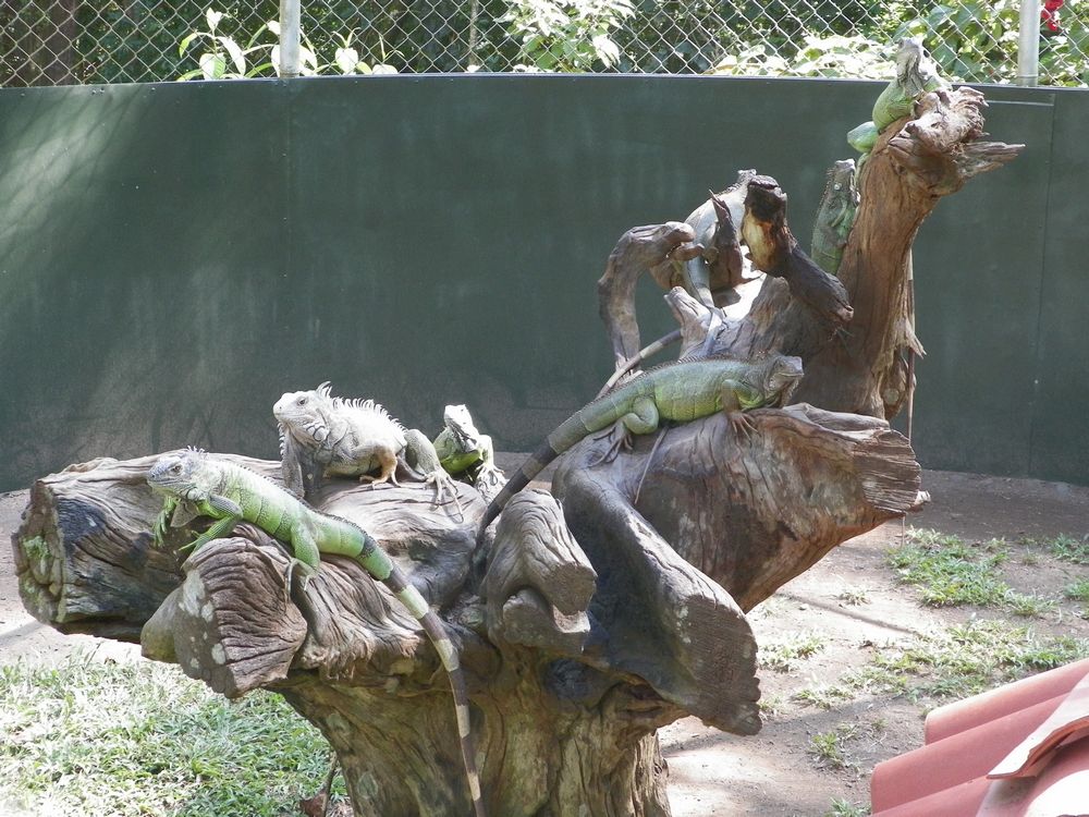tn_196 Iguana enclosure