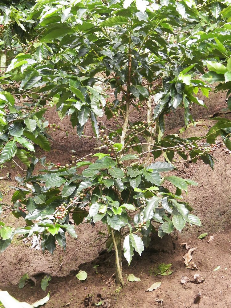 tn_228 Coffee plant